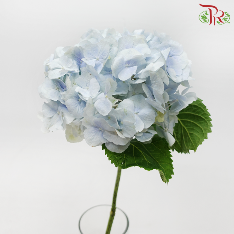 Hydrangea - Light Blue (Per Stem)-Light Blue-Netherland-prflorist.com.my