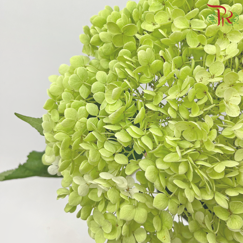 Hydrangea - Light Green (Diameter: 22-26cm) (Per Stem)-Light Green-China-prflorist.com.my