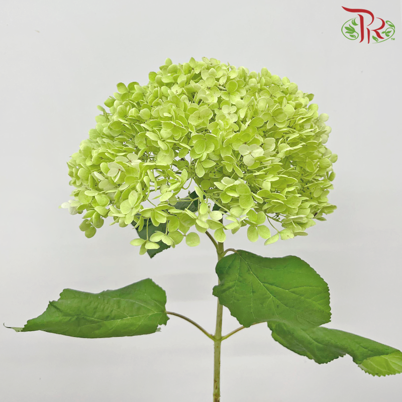 Hydrangea - Light Green (Diameter: 22-26cm) (Per Stem)-Light Green-China-prflorist.com.my