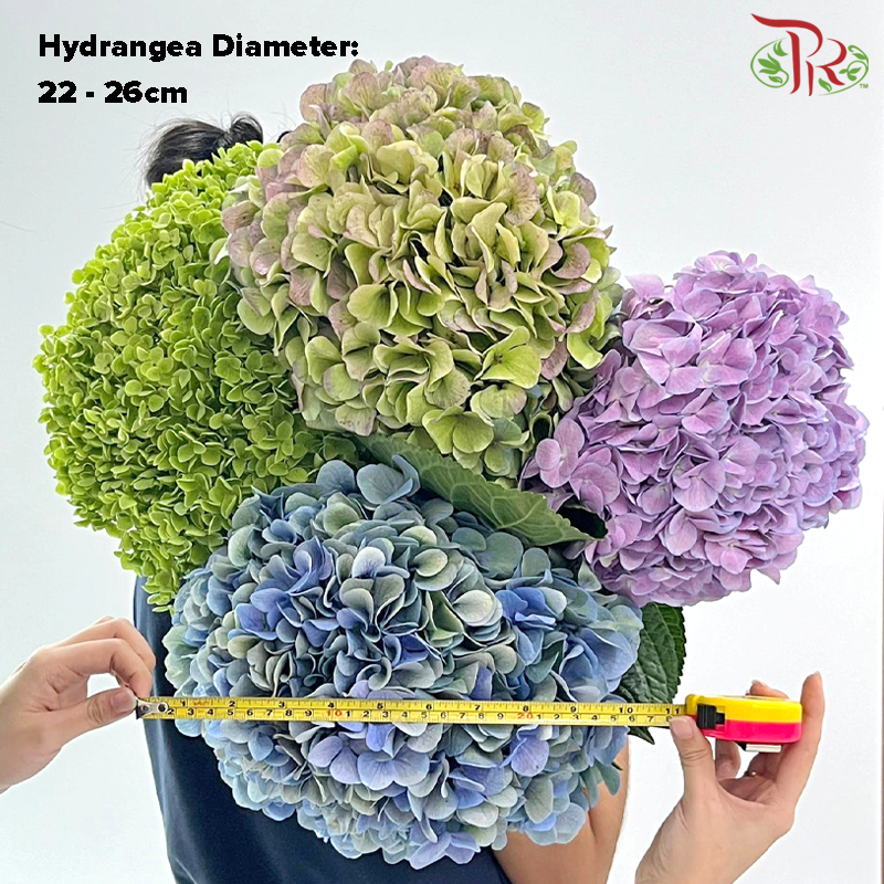 Hydrangea - Light Green (Diameter: 22-26cm) (Per Stem)-Light Green-China-prflorist.com.my