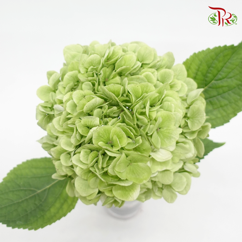Hydrangea - Light Green (Per Stem)-Green-Netherland-prflorist.com.my