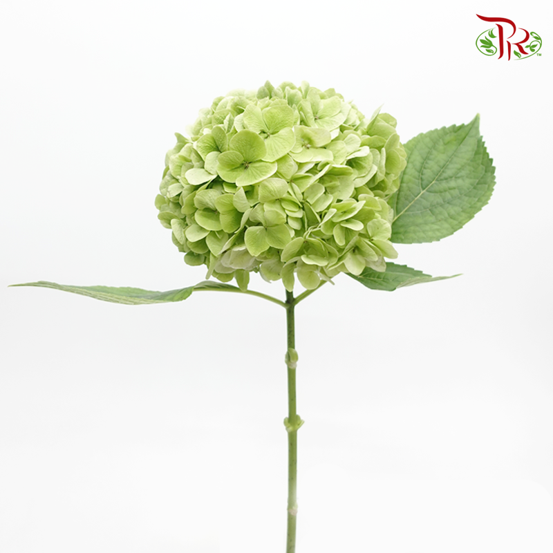 Hydrangea - Light Green (Per Stem)-Green-Netherland-prflorist.com.my