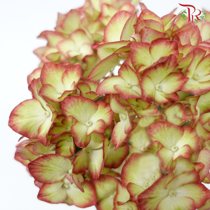 Hydrangea - Light My Fire (Per Stem)-Light My Fire-Netherland-prflorist.com.my