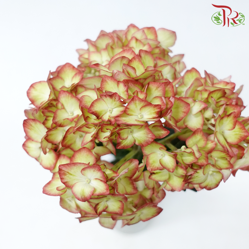 Hydrangea - Light My Fire (Per Stem)-Light My Fire-Netherland-prflorist.com.my