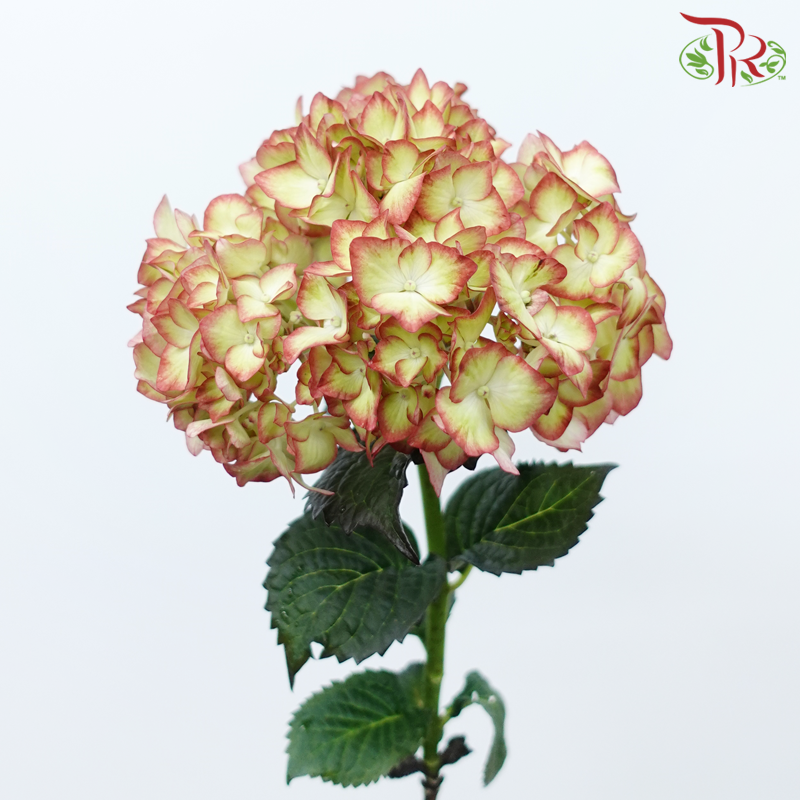 Hydrangea - Light My Fire (Per Stem)-Light My Fire-Netherland-prflorist.com.my