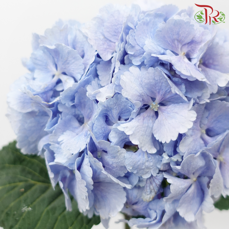 Hydrangea - Light Periwinkle Blue (Per Stem)-Blue-Netherland-prflorist.com.my