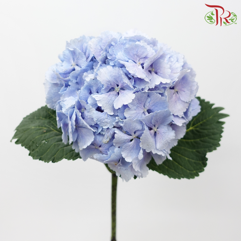 Hydrangea - Light Periwinkle Blue (Per Stem)-Blue-Netherland-prflorist.com.my