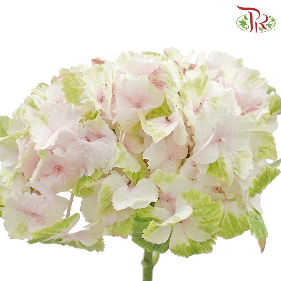 Hydrangea - Light Pink Mixed Green (Per Stem)-Pink-New Zealand-prflorist.com.my