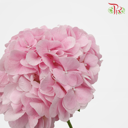 Hydrangea - Light Pink (Per Stem)-Pink-New Zealand-prflorist.com.my