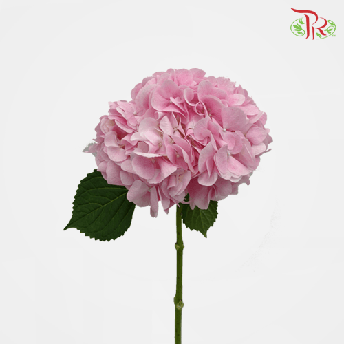 Hydrangea - Light Pink (Per Stem)-Pink-New Zealand-prflorist.com.my