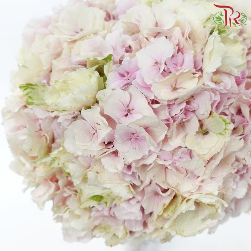 Hydrangea - Light Pink Tone (Per Stem)-Pink-Netherland-prflorist.com.my