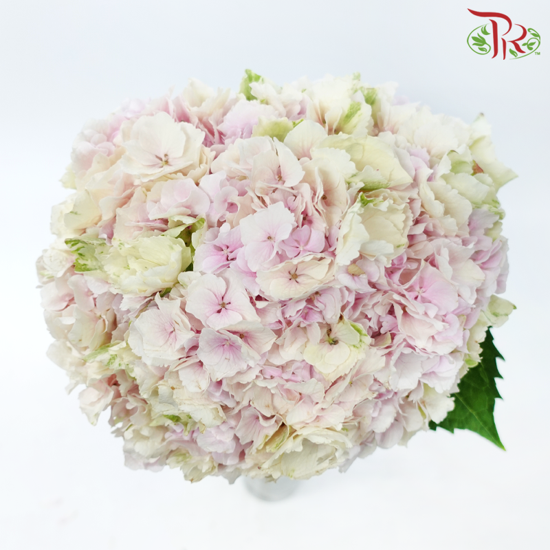 Hydrangea - Light Pink Tone (Per Stem)-Pink-Netherland-prflorist.com.my