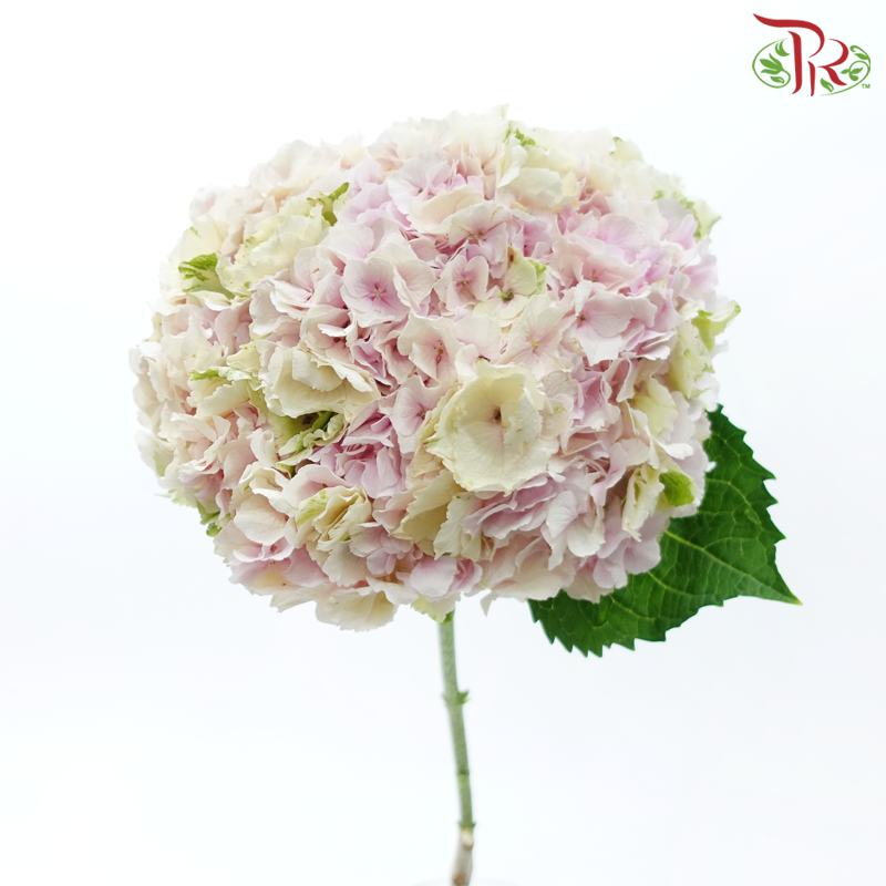Hydrangea - Light Pink Tone (Per Stem)-Pink-Netherland-prflorist.com.my