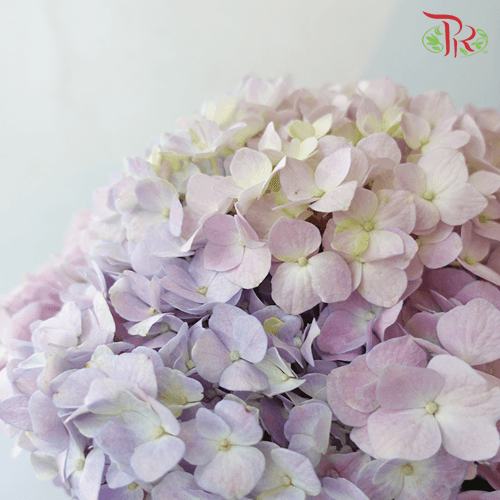 Hydrangea - Light Purple Mix (Per Stem)-Purple-China-prflorist.com.my