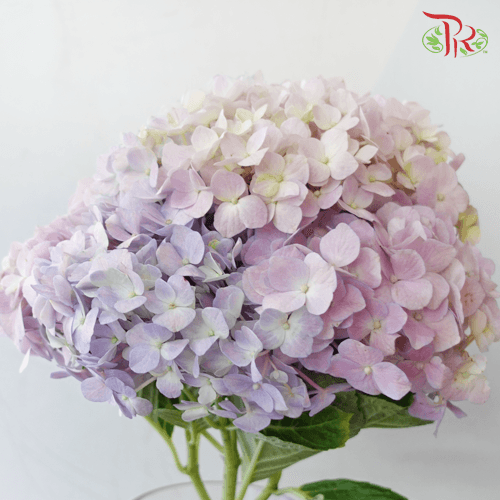 Hydrangea - Light Purple Mix (Per Stem)-Purple-China-prflorist.com.my