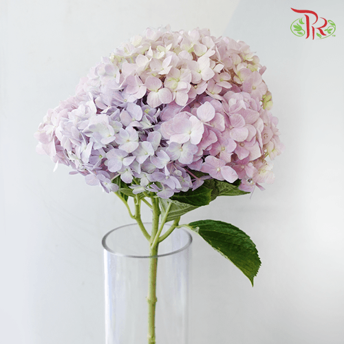 Hydrangea - Light Purple Mix (Per Stem)-Purple-China-prflorist.com.my