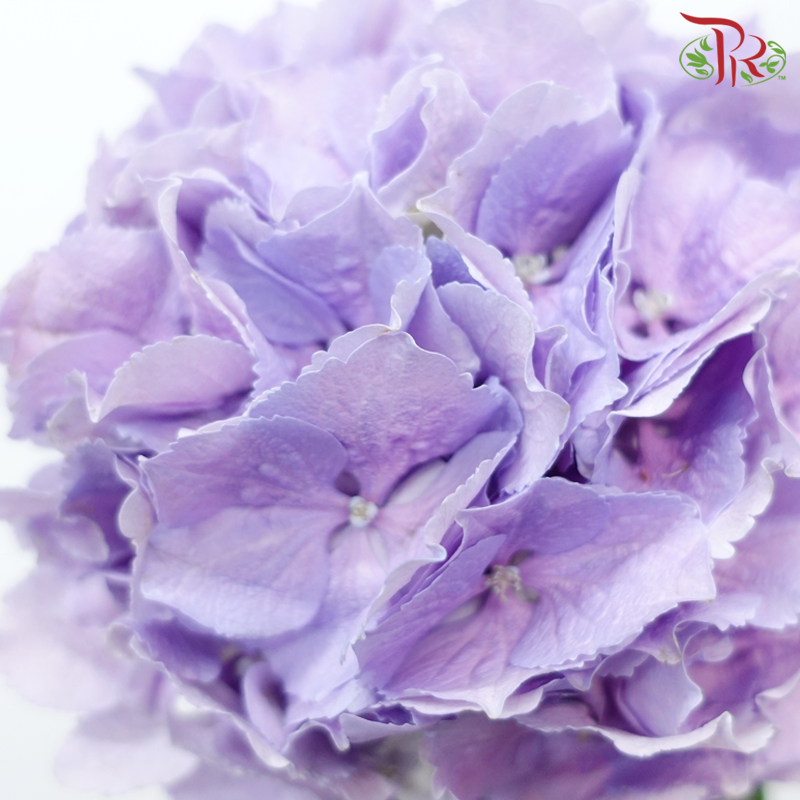 Hydrangea - Light Purple (Per Stem)-Light Purple-Netherland-prflorist.com.my