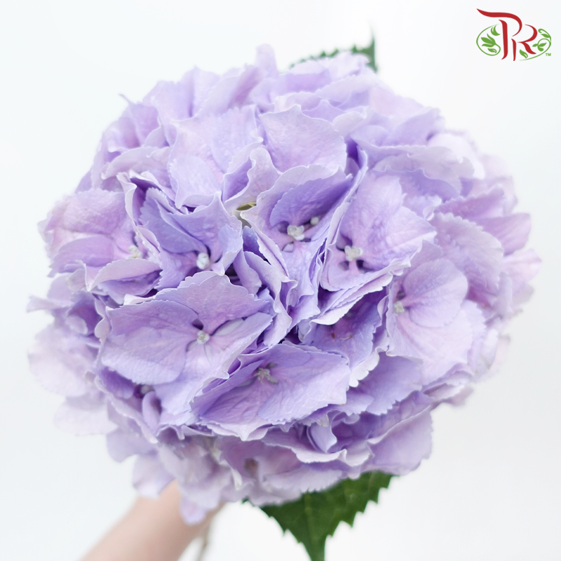 Hydrangea - Light Purple (Per Stem)-Light Purple-Netherland-prflorist.com.my