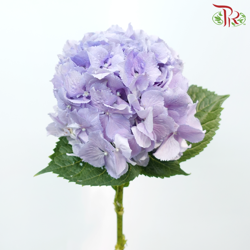 Hydrangea - Light Purple (Per Stem)-Light Purple-Netherland-prflorist.com.my
