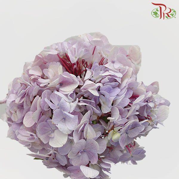 Hydrangea - Lilac (Per Stem)-Lilac-Malaysia-prflorist.com.my