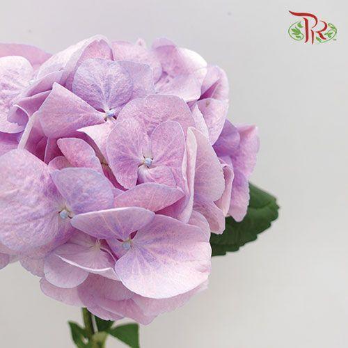 Hydrangea - Lilac (Per Stem)-Lilac-Netherland-prflorist.com.my
