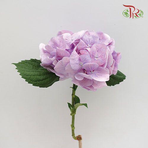 Hydrangea - Lilac (Per Stem)-Lilac-Netherland-prflorist.com.my