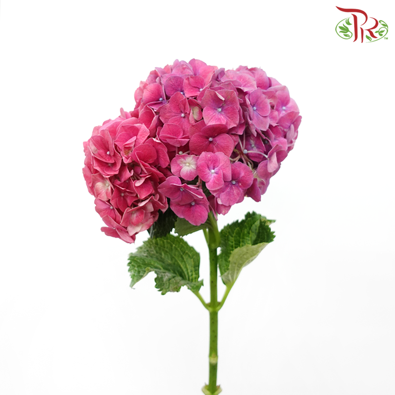 Hydrangea - Magic (Per Stem)-Pink-Vietnam-prflorist.com.my