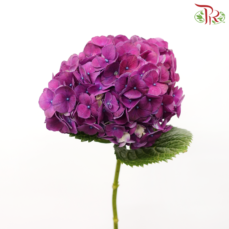 Hydrangea - Magic Purple (Per Stem)-Purple-Vietnam-prflorist.com.my