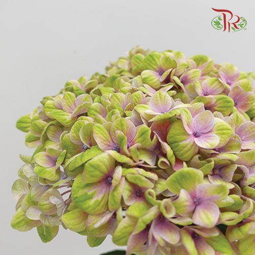 Hydrangea - Magical Coral (Per Stem)-Netherland-prflorist.com.my