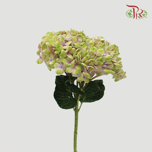 Hydrangea - Magical Coral (Per Stem)-Netherland-prflorist.com.my
