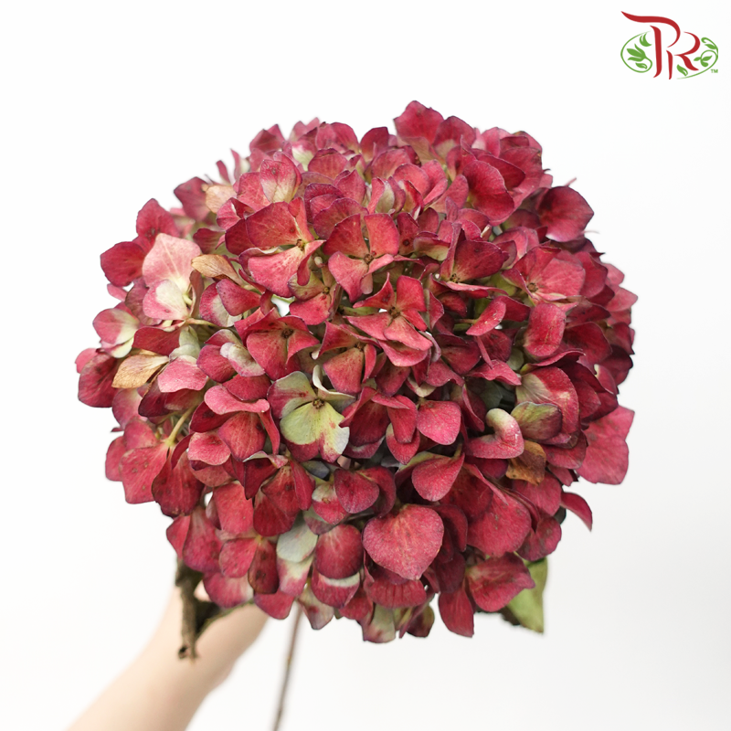 Hydrangea - Magical Maroon With Green (Per Stem)-Magical Maroon With Green-China-prflorist.com.my