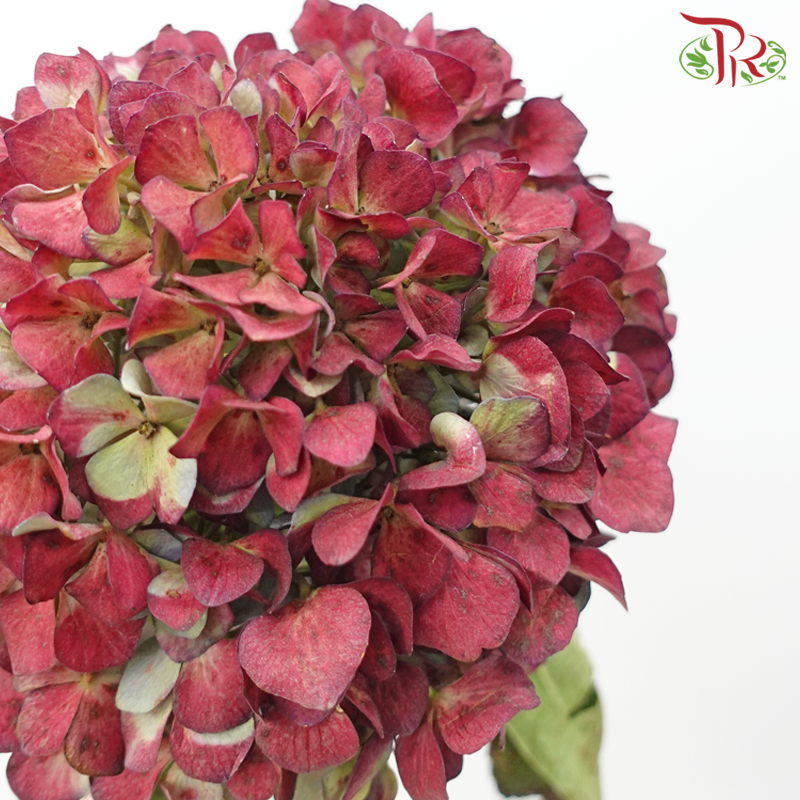 Hydrangea - Magical Maroon With Green (Per Stem)-Magical Maroon With Green-China-prflorist.com.my