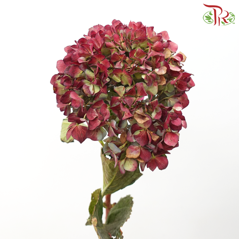 Hydrangea - Magical Maroon With Green (Per Stem)-Magical Maroon With Green-China-prflorist.com.my