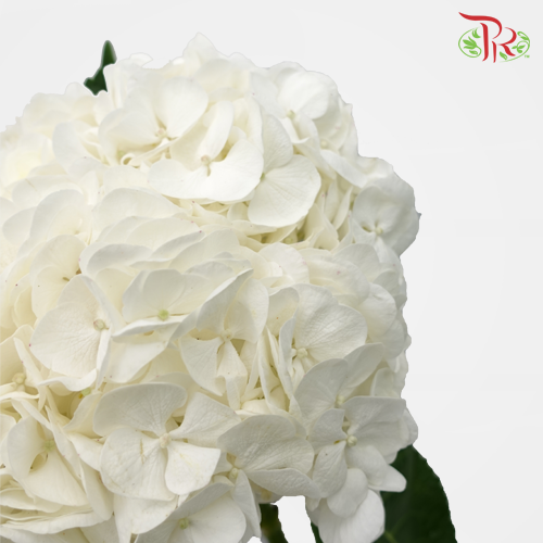 Hydrangea Magical Pearl White - (Per Stem)-Netherland-prflorist.com.my