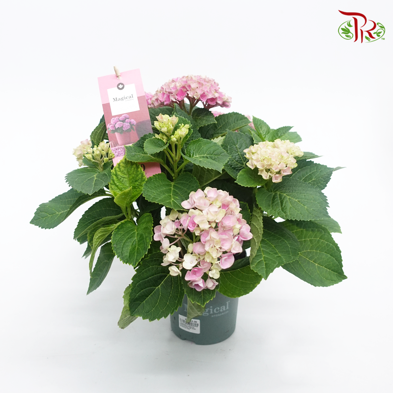 Hydrangea Magical Revolution – Dark Pink 《绣球花》-Pudu Ria Florist-prflorist.com.my