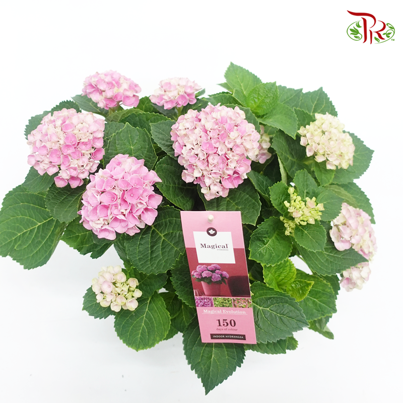 Hydrangea Magical Revolution – Dark Pink 《绣球花》-Pudu Ria Florist-prflorist.com.my