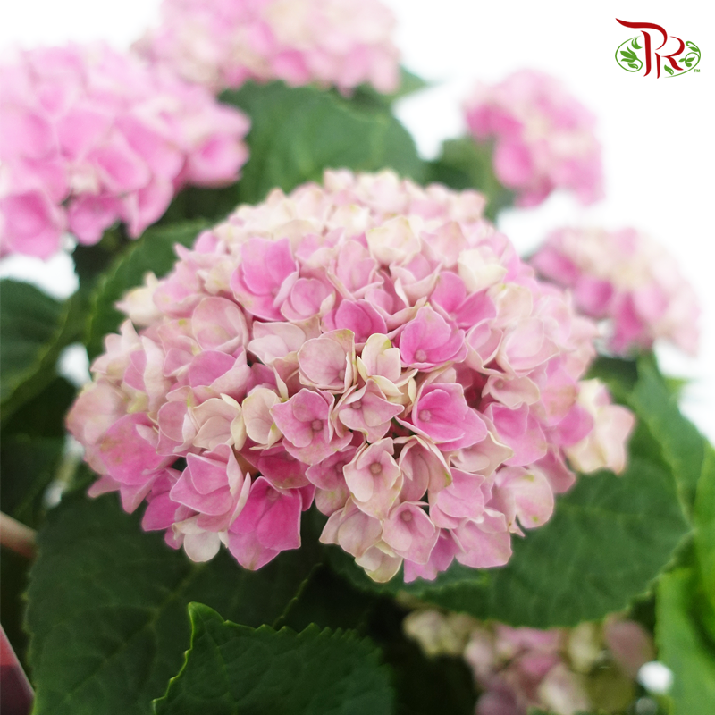 Hydrangea Magical Revolution – Dark Pink 《绣球花》-Pudu Ria Florist-prflorist.com.my