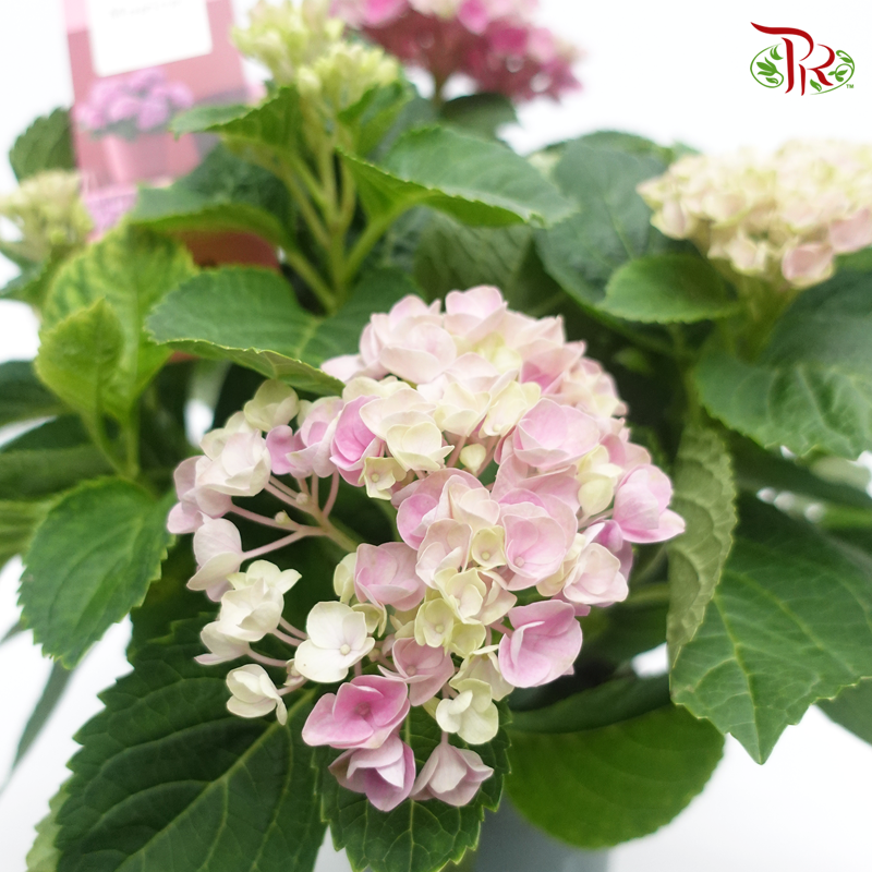 Hydrangea Magical Revolution – Dark Pink 《绣球花》-Pudu Ria Florist-prflorist.com.my