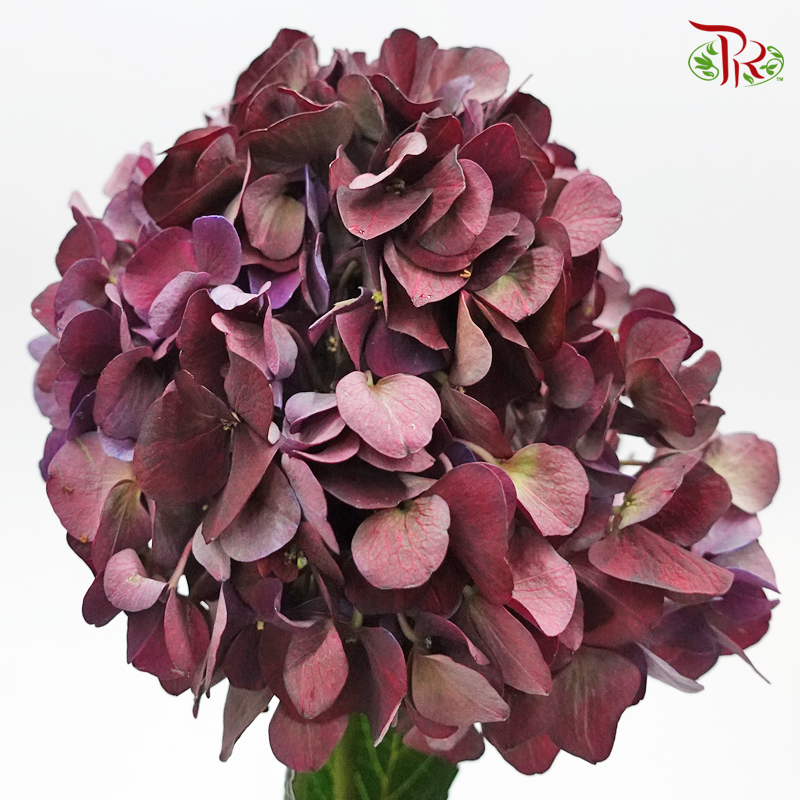 Hydrangea - Magical Ruby Classic (Per Stem)-Netherland-prflorist.com.my