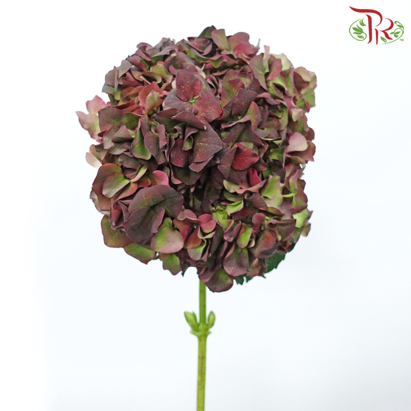 Hydrangea - Magical Ruby Red (Per Stem)-Magical Ruby Red-Netherland-prflorist.com.my