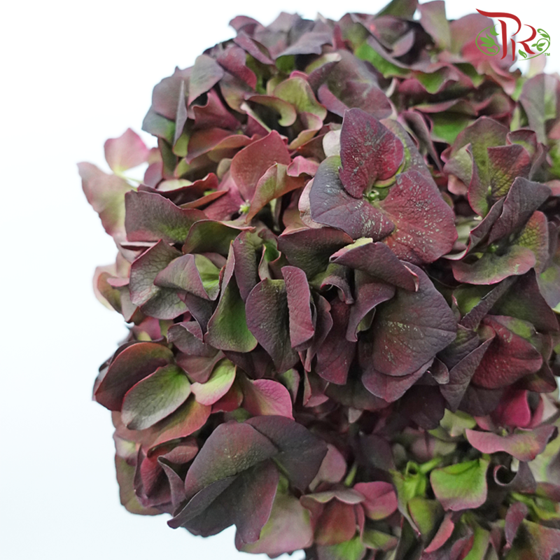 Hydrangea - Magical Ruby Red (Per Stem)-Magical Ruby Red-Netherland-prflorist.com.my