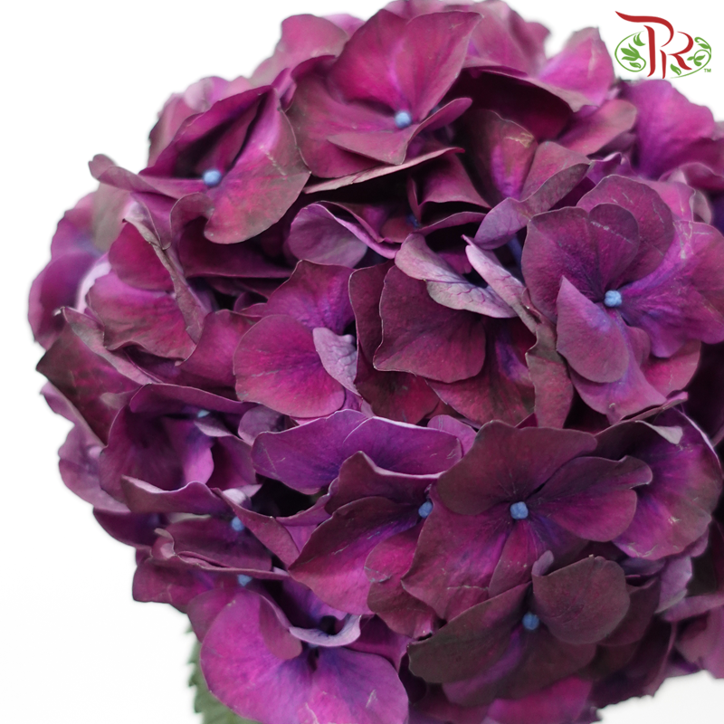 Hydrangea - Magical Rubyred Aubergine (Per Stem)-Dark Purple-Netherland-prflorist.com.my