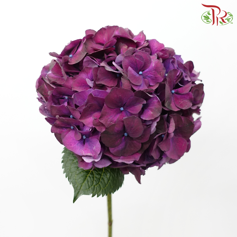 Hydrangea - Magical Rubyred Aubergine (Per Stem)-Dark Purple-Netherland-prflorist.com.my