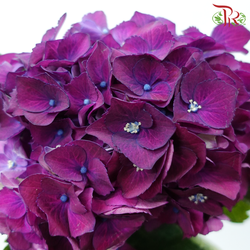 Hydrangea - Magical Rubyred Aubergine (Per Stem)-Dark Purple-Netherland-prflorist.com.my