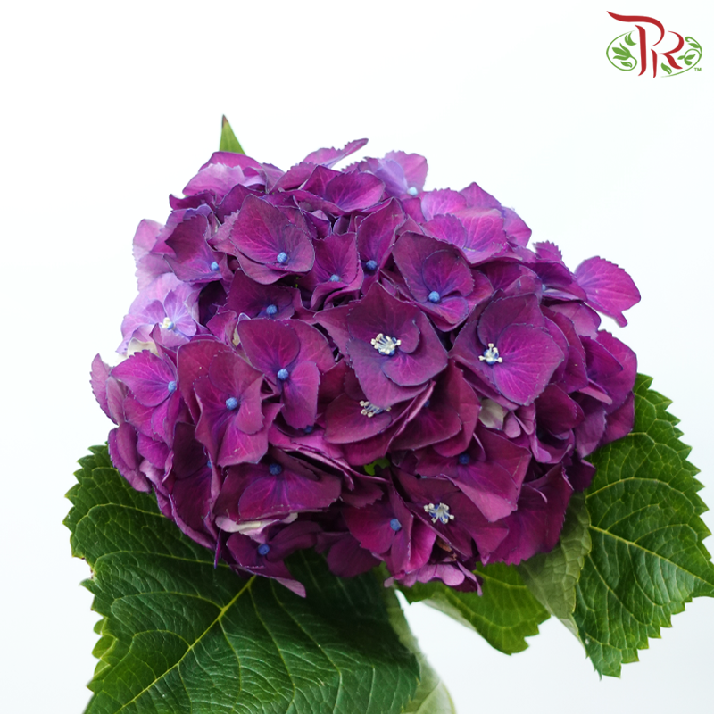Hydrangea - Magical Rubyred Aubergine (Per Stem)-Dark Purple-Netherland-prflorist.com.my