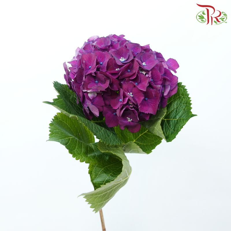 Hydrangea - Magical Rubyred Aubergine (Per Stem)-Dark Purple-Netherland-prflorist.com.my