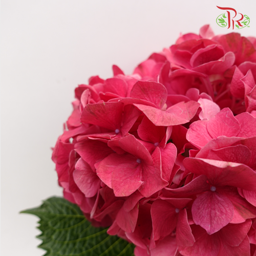 Hydrangea - Magical Trophy Pink (Per Stem)-Red-Kenya-prflorist.com.my