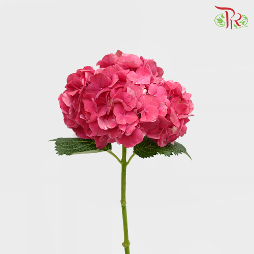 Hydrangea - Magical Trophy Pink (Per Stem)-Red-Kenya-prflorist.com.my