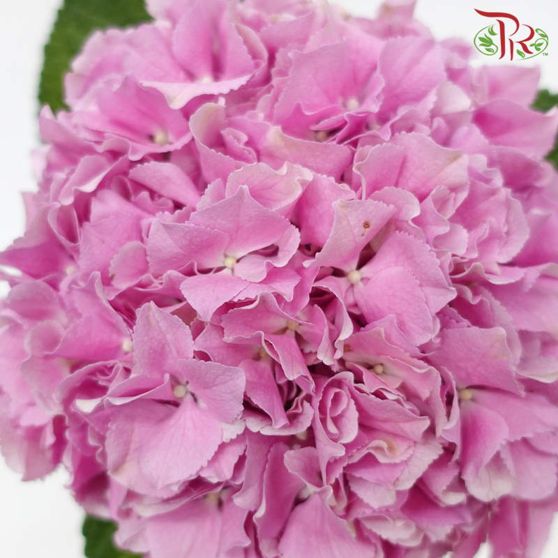 Hydrangea - Mammoet Pink (Per Stem)-Pink-Netherland-prflorist.com.my
