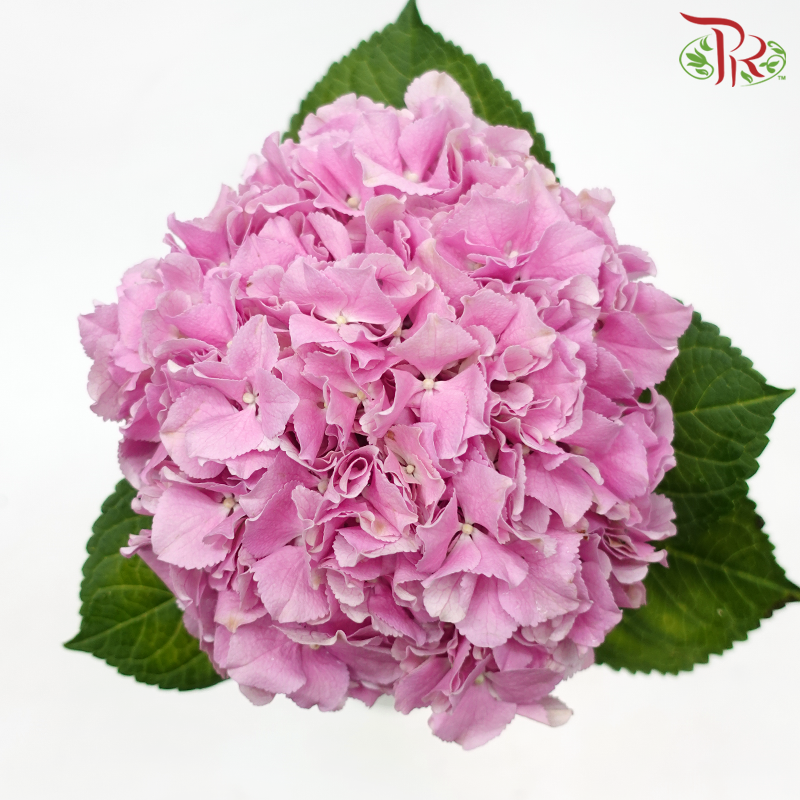 Hydrangea - Mammoet Pink (Per Stem)-Pink-Netherland-prflorist.com.my